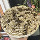 Cream Pies